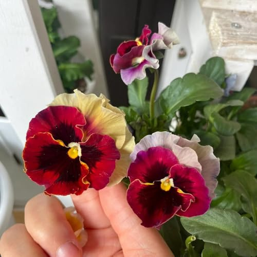 stiefmütterchensamen bodendecker ideale schnittblumen 250pcs