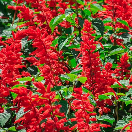 Salvia Blaze of Fire Seeds – Fiery Red Blooms – Must Have for Beddings, Containers & Window Boxes – Half Hardy Annual – for Your Beautiful Garden