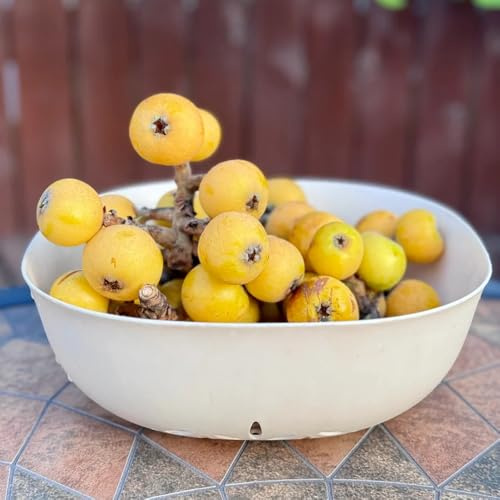 wollmispelsamen obstbäume, steingartenpflanzen winterhart wollmispel exotische winterhart für balkon obstbaum 12pcs