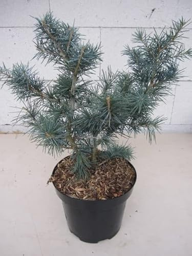 Himalayazeder Mr Blue - Cedrus deodara Mr Blue 30-40