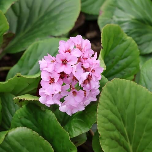 85pcs New Fresh Bergenia Flower Seeds