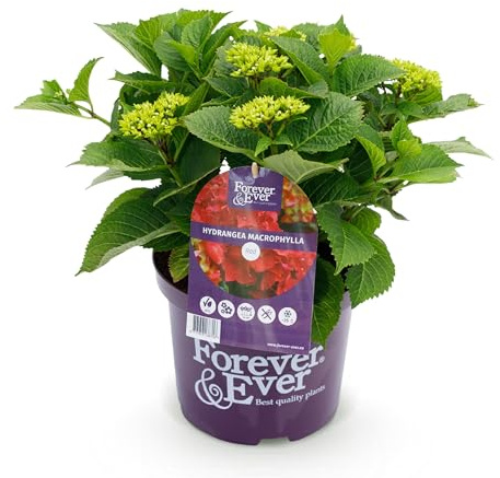 GreenboutiQ - Plante de terrasse - Hortensia - Hydrangea Forever & Ever - Rouge - 7-12 Fleurs - Pot 23cm Hauteur 55cm