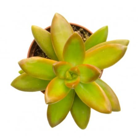 Mini Planta Suculenta Sedum Dorado Sedum Nussbaumerianum