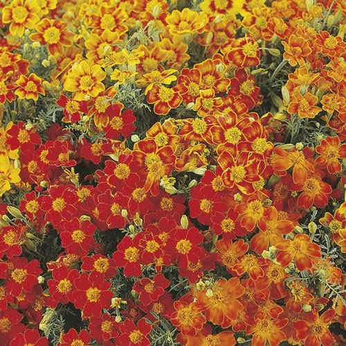 Plant World Seeds - Tagetes Tenuifolia 'Starfire Mix' Seeds (Annual Flower Seeds)