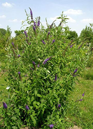 Buddleja davidii 'Empire Blue' 60–100 cm – Winterhart, Mehrjährig, Pflegeleicht – Sommerflieder – Zierstrauch für Garten & Kübel