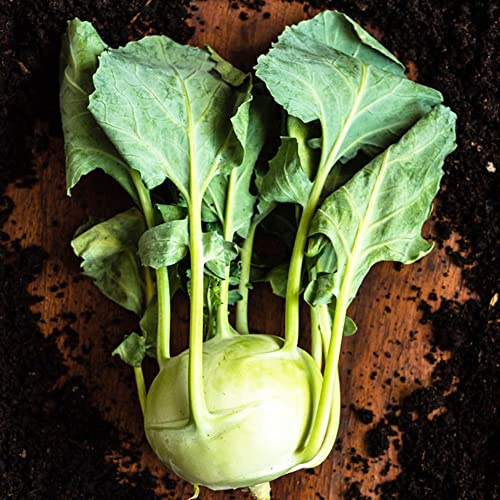 Kohlrabi - pflanztöpfe bio gemüsepflanzen kräutersamen winterfeste für kübel gemüsebeet winterfeste für balkon steingartenpflanzen winterhart Kohlrabi 150samen