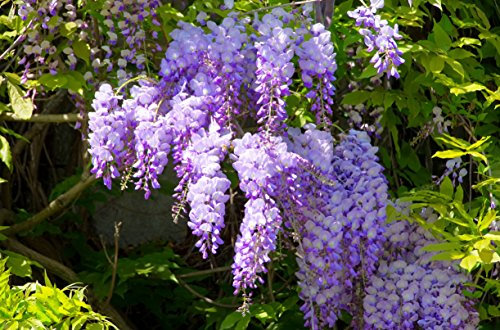 Wunderschöne Kletterplanze - Chinesischer Blauregen - Wisteria sinensis- verschiedene Größen (50-70cm Topf 2 Ltr.)