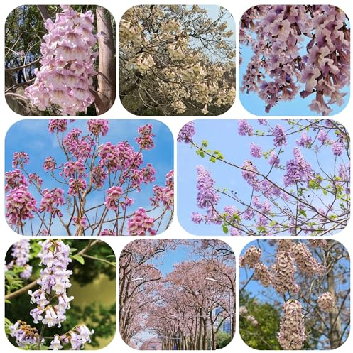 350 pz semi di kiri di campanula - da balcone paulownia resistenti giardino