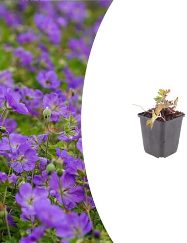 Geranium 'Azure Rush' | 24 stycken - 10-25cm - Ø9cm - Trädgårdsväxt
