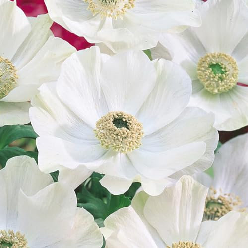 Lot de 10 Bulbes d' Anémones - The bride - calibre 4/5 - La Main Verte
