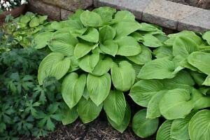 Graines de Hosta plantaginea Fleur de plantain parfumée Feu et glace Ombre Pointe blanche Bonsaï Jardin maison Plante couvre-sol Graines: PAQUET DE 100 GRAINES