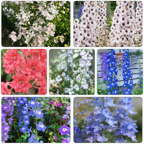 delphinium semi balcone parterre giardino decorazione autunno, 600pcs