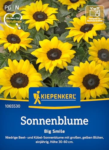 Kiepenkerl Sonnenblumensamen Big Smile 1065530 - Große goldgelbe Sonnenblumen - perfekt für Kübel und Töpfe - Wildblumensamen, Blumenwiese, Saatgut