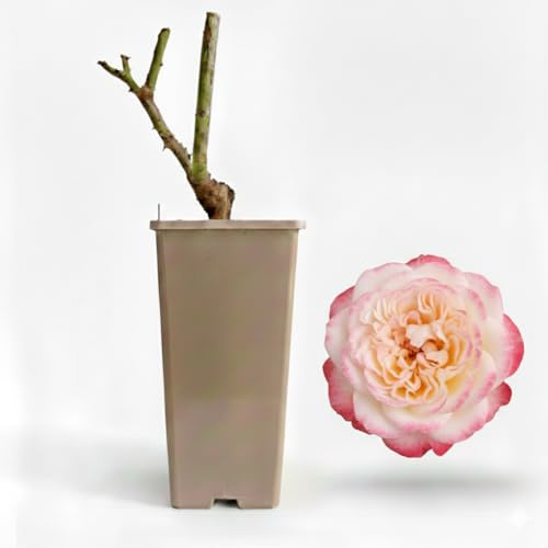 Planta De Rosal Para Jardín Y Exterior | Floración Abundante Y Decorativa | Ideal Para Jardines, Parterres Y Macetas (Monica Bellucci)