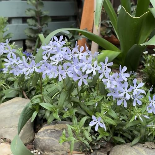 Phlox de alfombra - flox subulata de verano semillas prados silvestres decoración reales semillas balcón jardín interior jardín 1000pcs