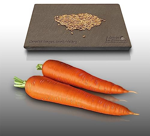 500 graines à semer - Le Grenier d'Abondance - CAROTTE Saint Valery - Daucus Carota