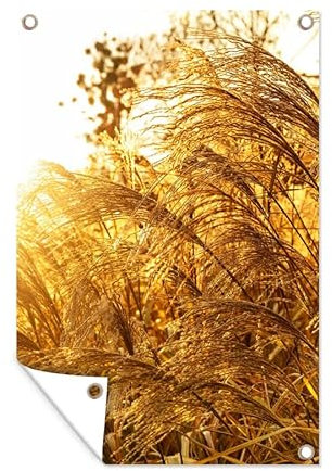 MuchoWow Poster exterieur Herbe de la pampa - Soleil - Herbe Decoration murale 80x120 cm Résistant aux intempéries/soleil
