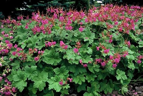 Becco cicogna – Geranio macr. 'Czakor' – 10-25 cm – Ø 9 cm – 6 pezzi