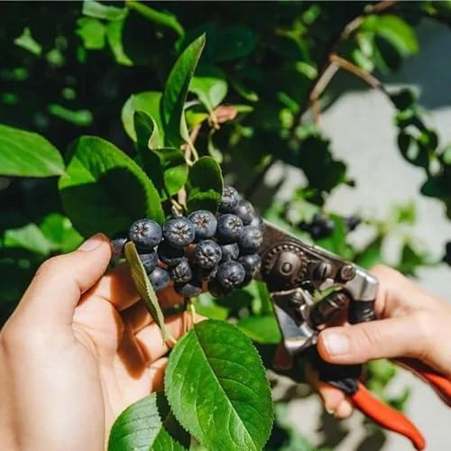 Semi di Aronia Melanocarpa, da frutto nani resistenti da giardino roccioso semi di cespuglio bacche, frutto colonnare rari Aronia nera, frutteto 150pcs