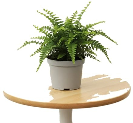 Nephrolepis Exaltata DECOALIVE con Maceta 12 cm - Helecho Espada Natural 25 cm para Interior con Luz Indirecta