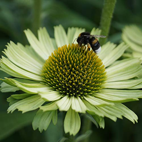 Blumixx Stauden Echinacea purpurea 'Green Jewel'® - Grüner Sonnenhut hellgrün