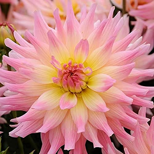 2 bombillas de dalia perennes para jardín, patio, interior, granja, exterior, decoración de boda, suplemento importante: solo semillas