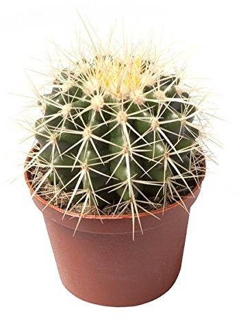 Goldkugelkaktus Echinocactus Grusonii 12 cm Ø - Pflegeleichter Zimmerkaktus für Innen- & Außenbereich - Schwiegermutterstuhl