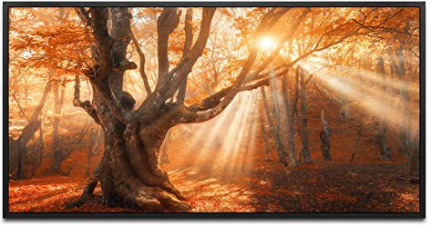Magischer alter Baum ca. 130x70cm Wandbild inklusive Schattenfugenrahmen schwarz - Panorama Leinwand Bild XXL Format Wandbilder Wohnzimmer Wohnung Deko Kunstdrucke