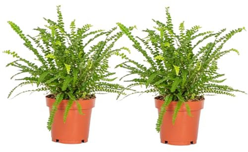 Plant in a Box - Nephrolepis Duffii - Fluffigfarn - 2er Set - Topf 12cm - Höhe 25-40cm