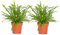 Plant in a Box - Nephrolepis Duffii - Fougère crépue - Set de 2 - Pot 12cm - Hauteur 25-40cm