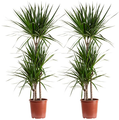 2er-Set Gerandeter Drachenbaum 3-Stamm - pflegeleichte Zimmerpflanze, Dracaena marginata - Höhe ca. 120 cm, Topf-Ø 21 cm