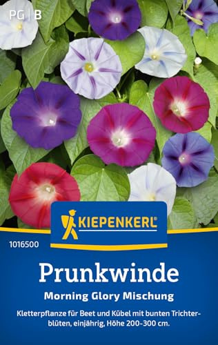 Kiepenkerl Prunkwindensamen Morning Glory Mischung 1016500, Blumensaat | Wuchshöhe 200 bis 300 cm, Inhalt für 20 Pflanzen