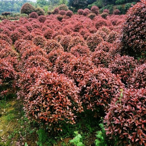 Semillas de Photinia Cobertura resistente Camas elevadas el jardín de balcón interior exóticas variedades tradicionales orgánicas en 40pcs