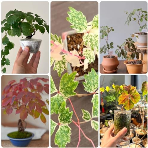Vite americana, vite capelvenere - verdi, appartamento Parthenocissus Quinquefolia rampicanti a crescita prodotti sostenibili ufficio sempreverdi 350semi