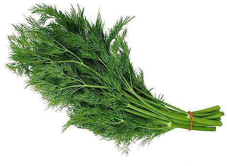 KVITER 200 Bouquet Dill Seeds Fresh Garden - Organic Fresh Seeds for Planting - Seeds for Home and Garden - Organic Fresh Seeds for Planting