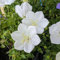 Semillas de flores de Campanula, blancas, 100 piezas