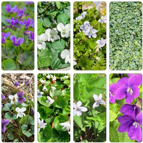 Duftveilchen wildblumensamen blumenbeet balkon schnittblumen gartendeko für draußen winterharte stauden für pralle sonne kräutergarten blumendeko blumensamen kräuterbeet indoor 20samen