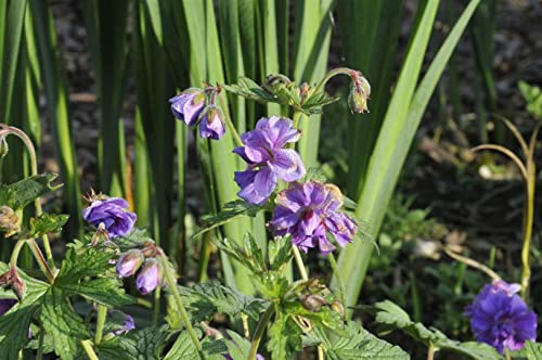 Geranium himalayense 'Plenum' 9x9 cm Topf – Winterhart, Mehrjährig, Pflegeleicht – Himalaya-Storchschnabel – Staude für Beet & Rabatte