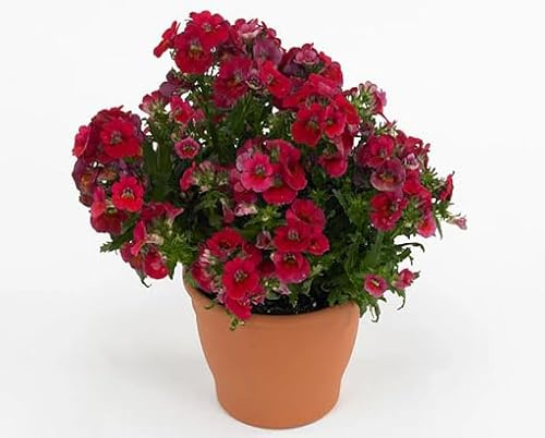 Fresh 100pcs Red Nemesia Flower Seeds