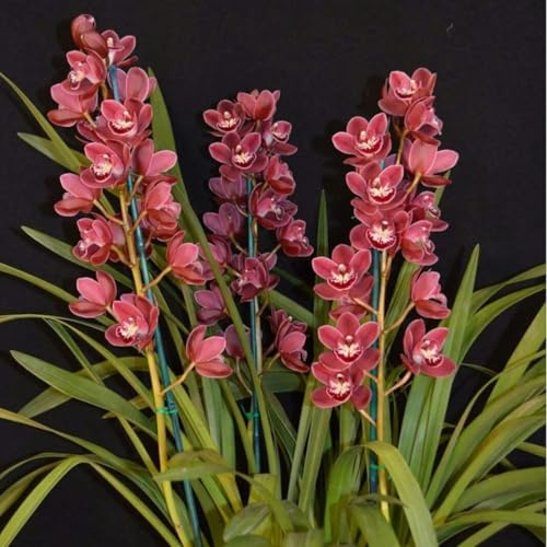 Cymbidium,Vari Colori,perenni,splendente e vivace,Ambiente Paesaggistico,Decorazione del giardino.-3Cymbidium pezzo-H