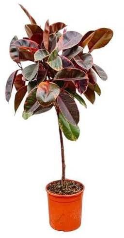 Gummibaum Ficus Elastica Belize Zimmerpflanze Ø24cm 130cm – pflegeleichte Grünpflanze für Wohnzimmer, Büro & helle Standorte kaufen
