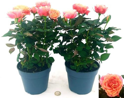 POWERS TO FLOWERS - ROSA DA GIARDINO RAMPICANTE e RIFIORENTE, ROSA ARANCIO CON SCREZIATURE, 2 PIANTE, Piante Vere