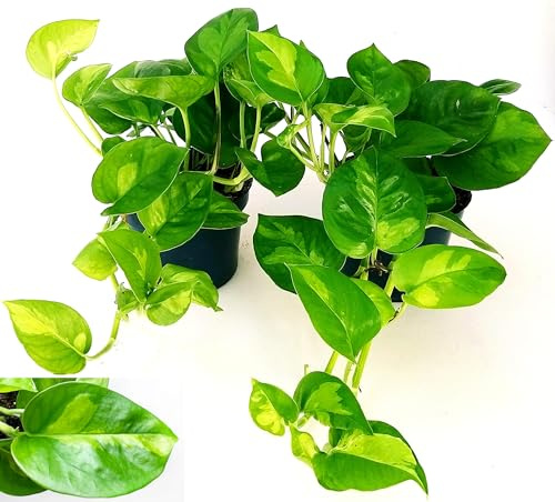 POWERS TO FLOWERS - EPIPREMNUM, SCANDENS, POTOS, GLOBAL GREEN, VASO 12CM, 2 PIANTE piante vere