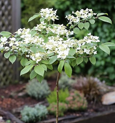 Hochstamm Japanischer Schneeball Darts Red Robin 80-100cm - Viburnum plicatum - lebende Gartenpflanze aus den Baumschulen