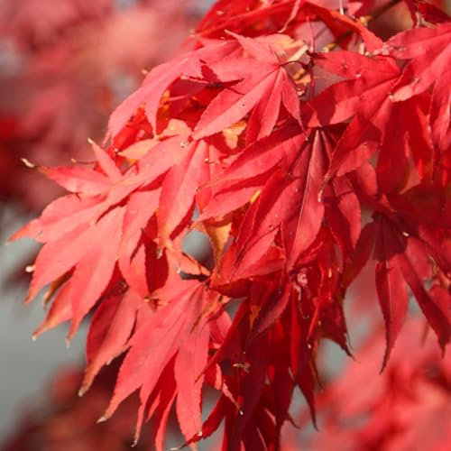 Plant Theory 1.0m Japanese Maple Acer Palmatum Shrub Plant 12L Pot