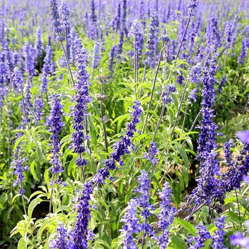 semi di ortica profumata - perenni resistenti decorazione del soggiorno giardino rare balcone 450pcs