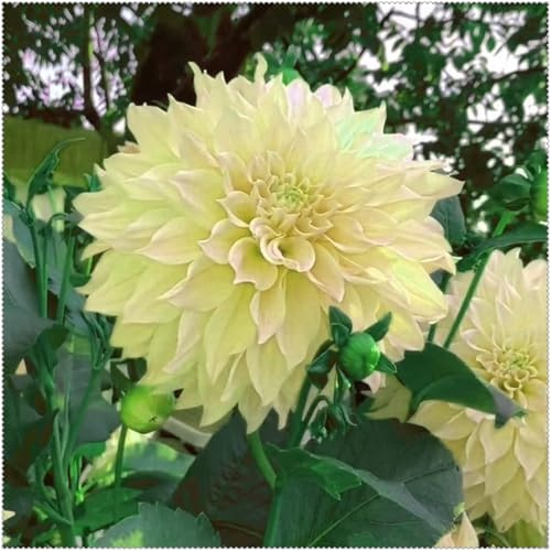 Decorativo/tubérculos de dalia,excelente adorno,Gracia/,comprar tubérculos de dalia/perennes resistentes.-2unidad-B