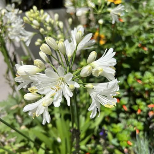 semillas de agapanthus - lirio africano - Balcón, en resistentes, para balcón, silvestres, millas 80pcs