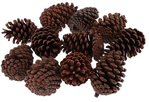 Sharplace 10pcs Tannenzapfen Kiefernzapfen natürliche Pinienzapfen Deko Basteln Weihnachten, B 8-10CM