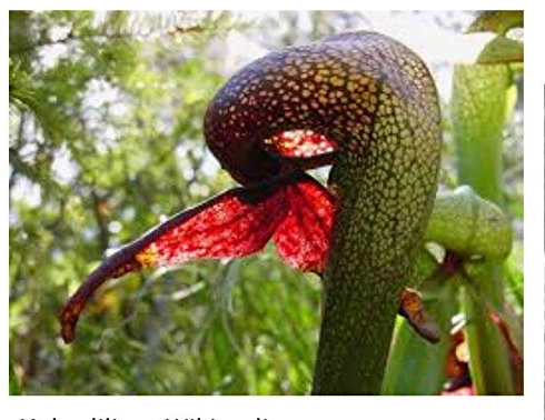 Kobralilie -Darlingtonia californica- 15 Samen -Fleischfressende Pflanze-